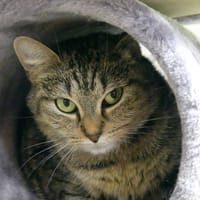 PRINCESSE, chatte à adopter