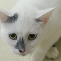 BLANCHI, chat à adopter