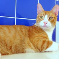 PAB27662 Sunny, chat à adopter