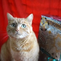 RUBY (RESERVE), chatte à adopter