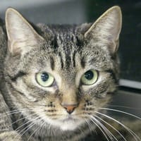 Simea, chatte à adopter