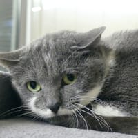 CHIPPO, chat à adopter
