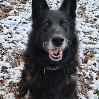 SAYAN, chien à adopter