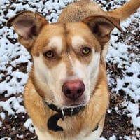 PRETTY, chienne à adopter