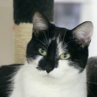 Te fiti, chatte à adopter