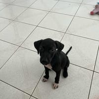 blacky pour la vie, chien à adopter