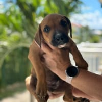 goliath le magnifique, chien à adopter