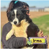 IRMA, cane femmina da adottare