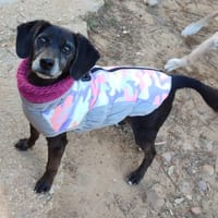 BIMON, chien à adopter