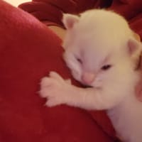 lio, chat à adopter