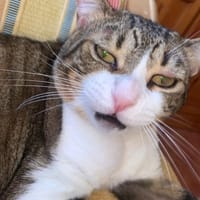 MICKEY, chat à adopter