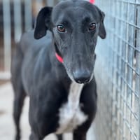 BREMEN, chien à adopter