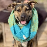 ZOE (Maria), chienne à adopter