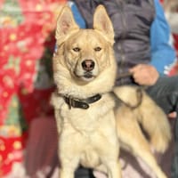 ZAC (Maria), chien à adopter