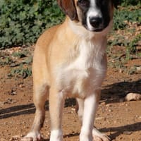 CAIRO (Maria), chien à adopter