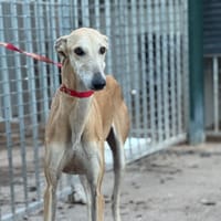 KASSEL, chien à adopter