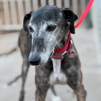 GITANA, chienne à adopter