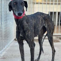 GITANA II, chienne à adopter