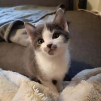 VACHETTE, chatte à adopter