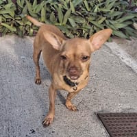 Chéri COCO !, chien à adopter