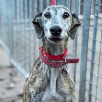 LAIKA, chienne à adopter