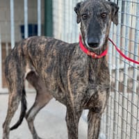 LARA, chienne à adopter