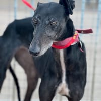 TARA, chienne à adopter