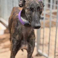 KATAO, chien à adopter