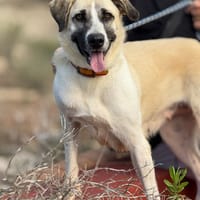 NALA (Maria), chienne à adopter