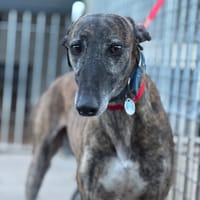 METEORITO, chien à adopter