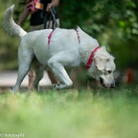 Lotek, pies do adopcji