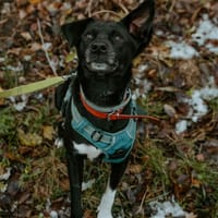 Grafit, pies do adopcji