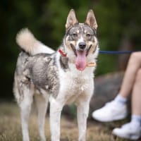 Ash, pies do adopcji