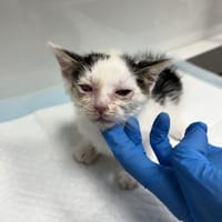 Śpioszek, kot do adopcji