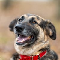 Mysza, suczka do adopcji