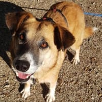 Violet - entspannte Begleiterin - in DE, Hündin zur Adoption