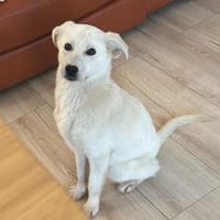 Knut - freundlich, lernwillig - in DE, Hund zur Adoption