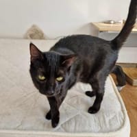 Wim sucht warmes Körbchen, Kater zur Adoption