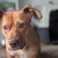 Wer schenkt Camelia ein Zuhause?, Hündin zur Adoption