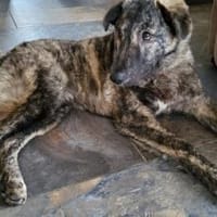 Herzensbrecher Makaio, Hund zur Adoption