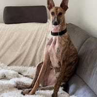 Pandorra -liebevoll, anschmiegsam - in D, Hündin zur Adoption