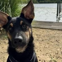 Cosmo wartet auf dich, Hund zur Adoption
