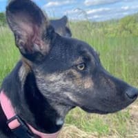 Wird Amika deine beste Freundin?, Hündin zur Adoption