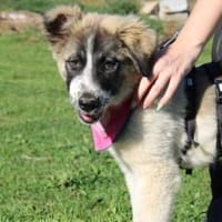 Zuhause gesucht für Zumi, Hündin zur Adoption