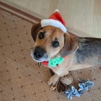 Mexi 5 Jahre sucht ein Zuhause, Hund zur Adoption