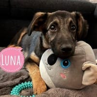 Luna - tolles Hundekind - in Frankfurt, Hündin zur Adoption