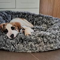 Schenkst du Fussel ein Zuhause?, Hund zur Adoption