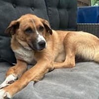 Stian ist ein sanfter & liebevoller <3, Hund zur Adoption