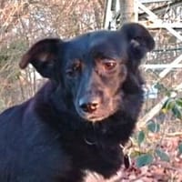 LIAS ist sehr lieb, Hund zur Adoption