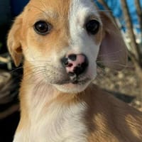 Angie 20 cm 3-4 mon., Hündin zur Adoption